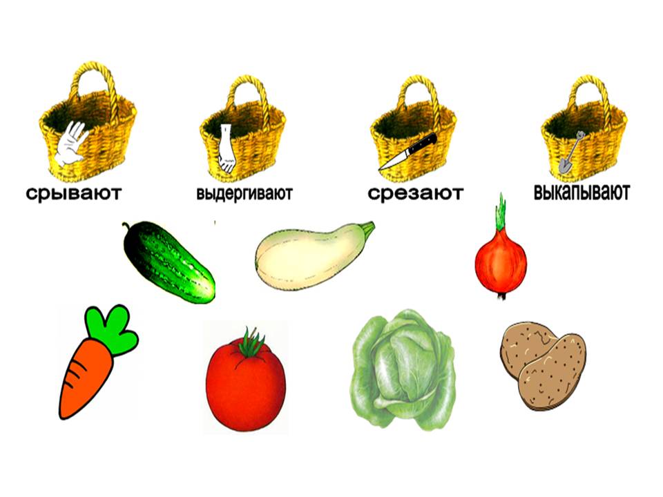 Овощи и фрукты Слайд 15